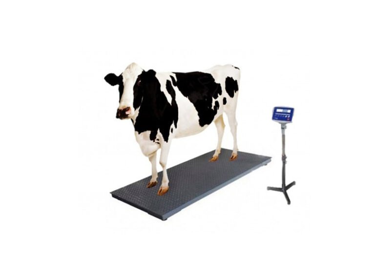 Animal Weight Scale Cow Weight Scale 2000KG Sell In Bd