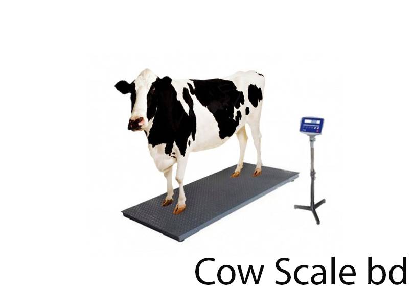 Animal Weight Scale Cow Weight Scale 2000KG sell in bd