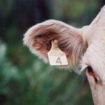 Cow Ear Tags yellow Color in Bangladesh PBS Animal Health