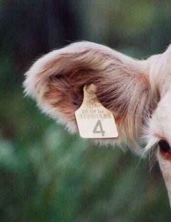 Cow Ear Tags yellow Color in Bangladesh PBS Animal Health