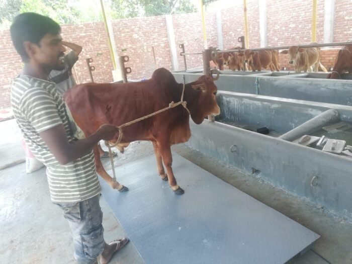 গরু মাপার স্কেল ওয়েট করার স্কেল / COW WEIGHT SCALE PRICE