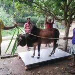 গরু মাপার স্কেল ওয়েট করার স্কেল / COW WEIGHT SCALE PRICE IN BANGLADESH