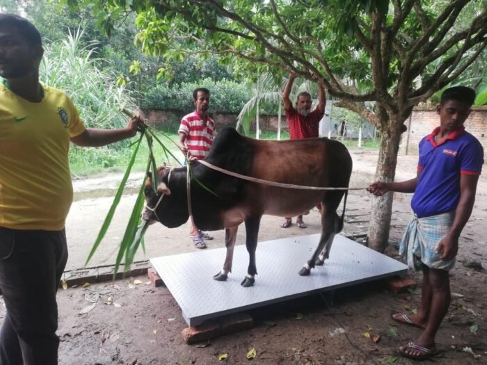 গরু মাপার স্কেল ওয়েট করার স্কেল / COW WEIGHT SCALE PRICE IN BANGLADESH