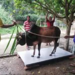 গরু মাপার স্কেল ওয়েট করার স্কেল