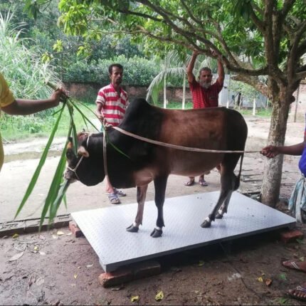 গরু মাপার স্কেল ওয়েট করার স্কেল